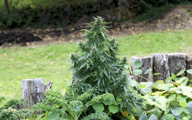 Marijuana Plant