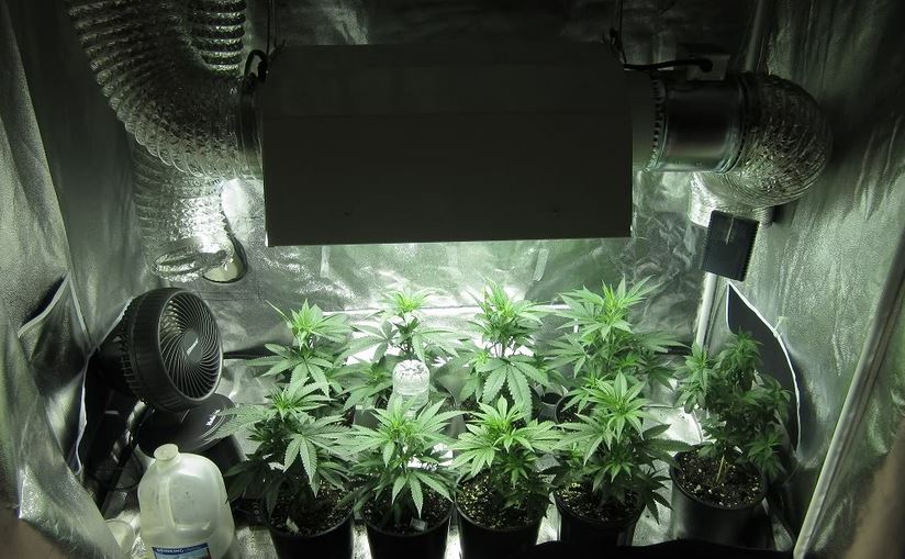 Выращивание марихуаны в боксах купить семена конопли видео