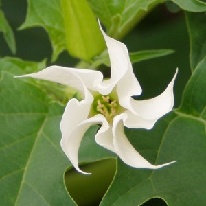 datura_stramonium_дурман