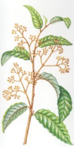 Virola theiodora