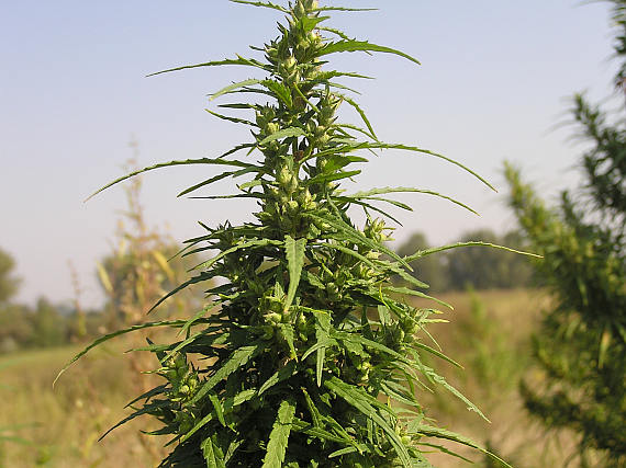 В каких местах дикая конопля может расти как купить марихуану в питере