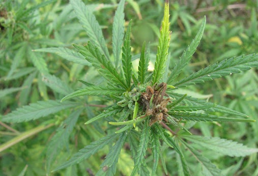 Конопля с мужскими цветками алтай марихуана
