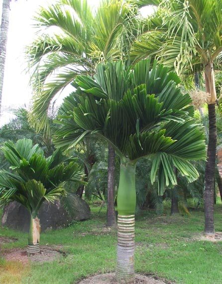 На растут пальмы марихуаны как ускорить выведение марихуаны из организма