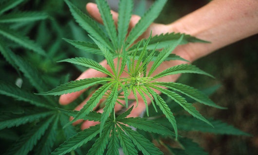 Конопля ядовитое растение ферма марихуаны гта 5
