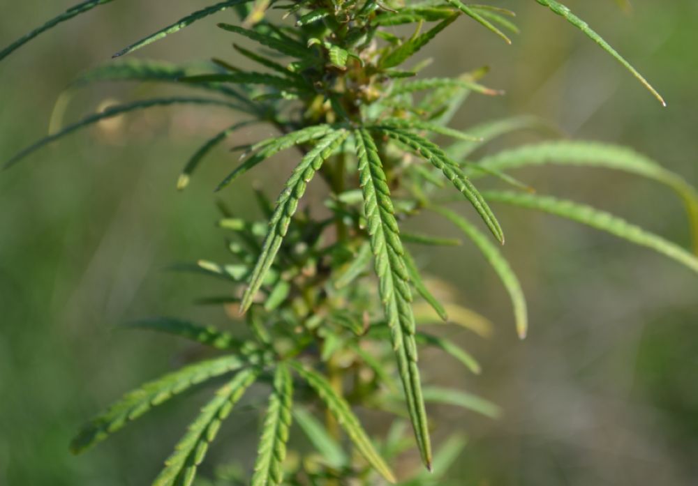 Есть семена дикой марихуаны схемы вязания листьев конопли