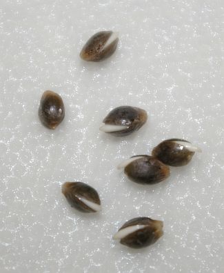 Проращивание семян марихуаны в торфяных таблетках 300 гр конопли