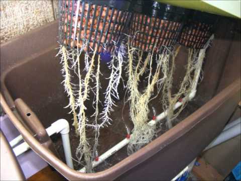 выращивание конопли на гидропонике в дом