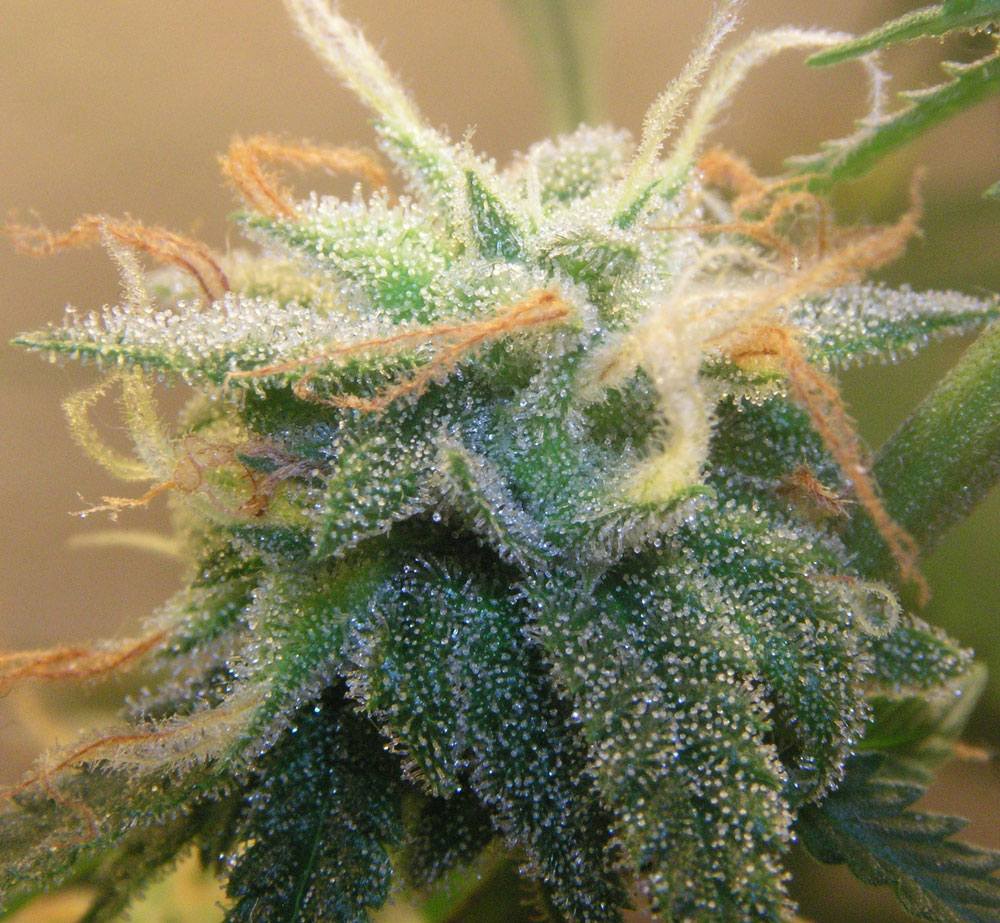 Ускоренное созревание конопли как вырастить марихуану из семян