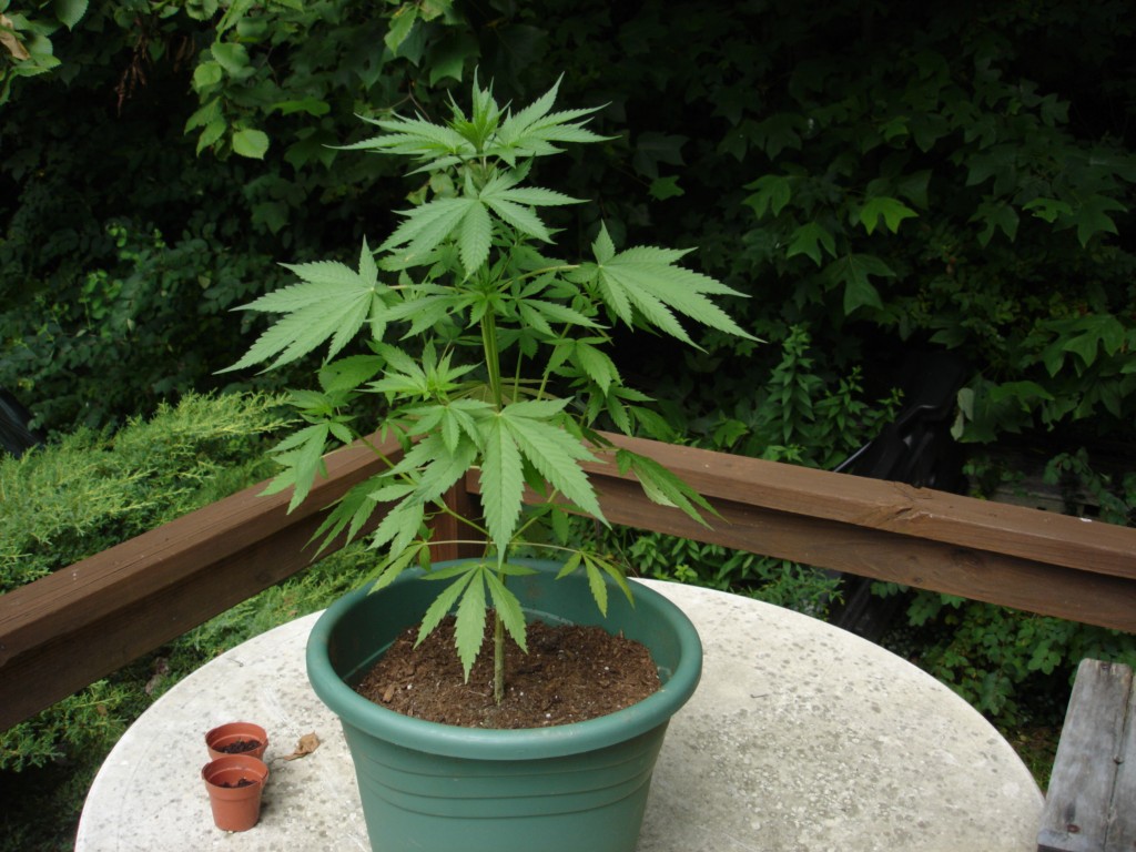 Процесс роста конопли анализ на марихуану гибдд