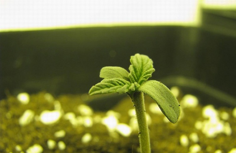 Фото первых ростков конопли как определить готовность марихуаны