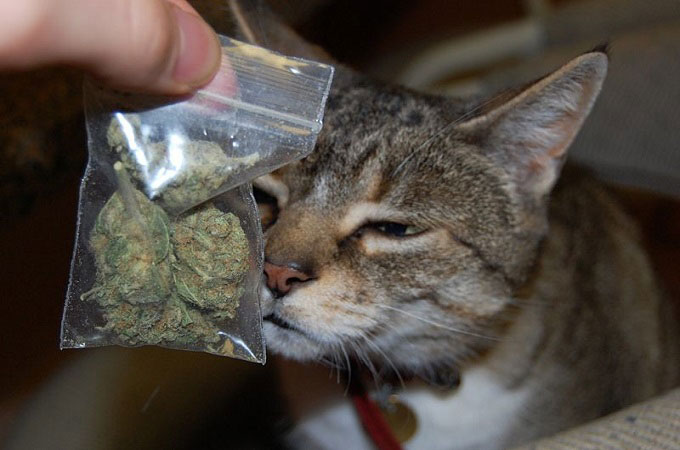 кошки марихуана