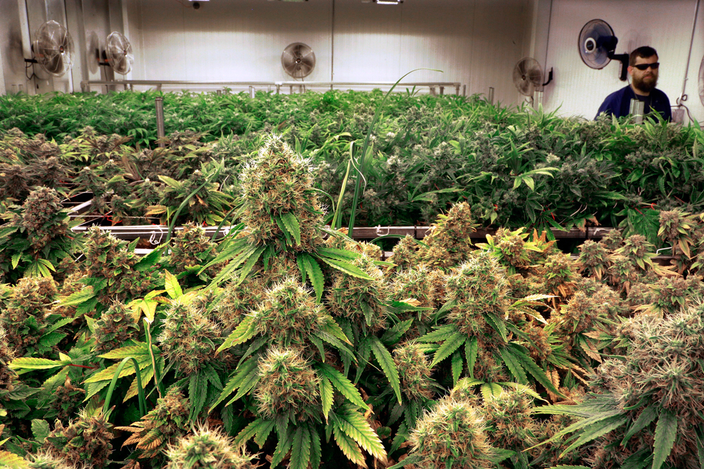 фото урожая марихуаны
