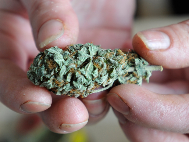Как собирать смолу с конопли селитра для марихуаны