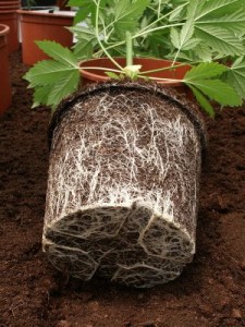 rootbound