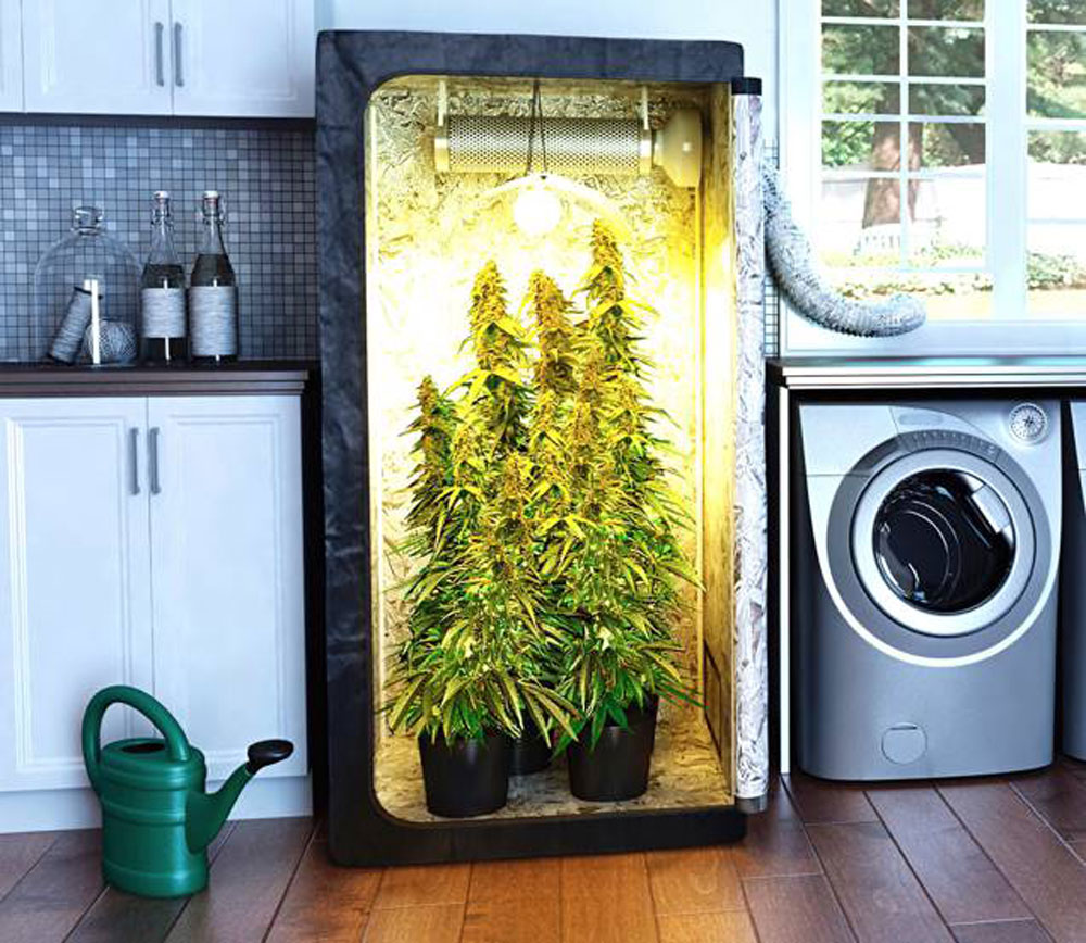 холодильник для выращивания марихуаны