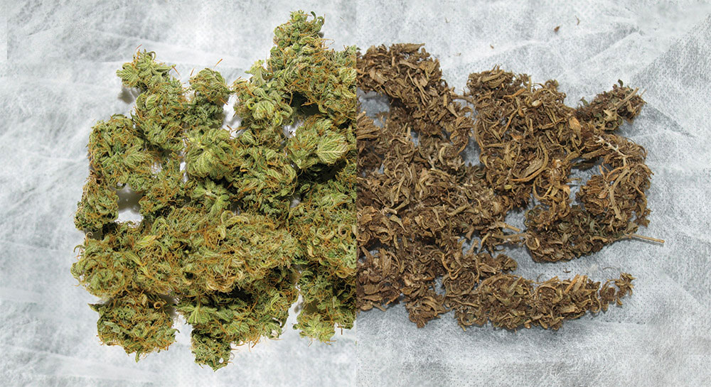 Как определить настоящую марихуану выращивание конопли в горшочке