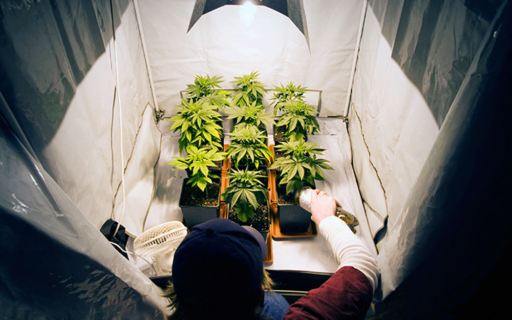 конопля и выращивание марихуаны условия для выращивания