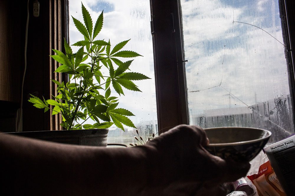 Выращивании конопли на подоконнике как вырастить марихуану на открытом грунте
