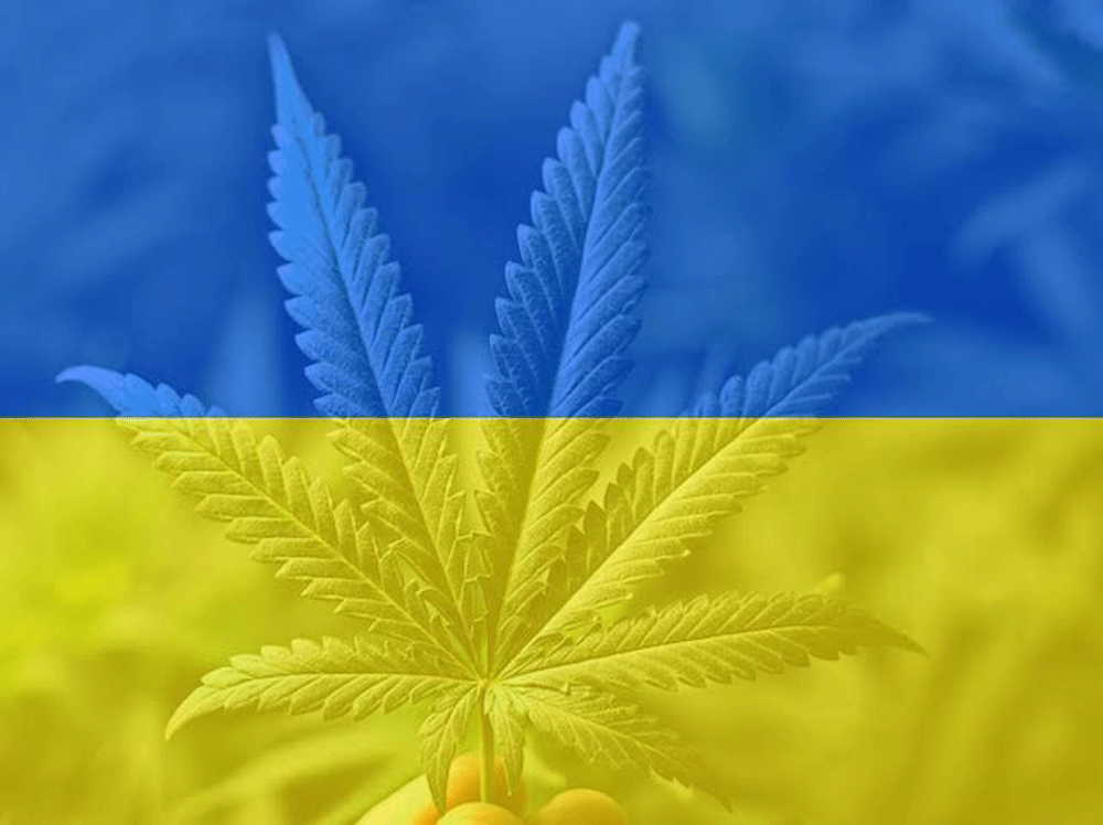 Легализация конопли в украине как пожарить кашу из пыли конопли
