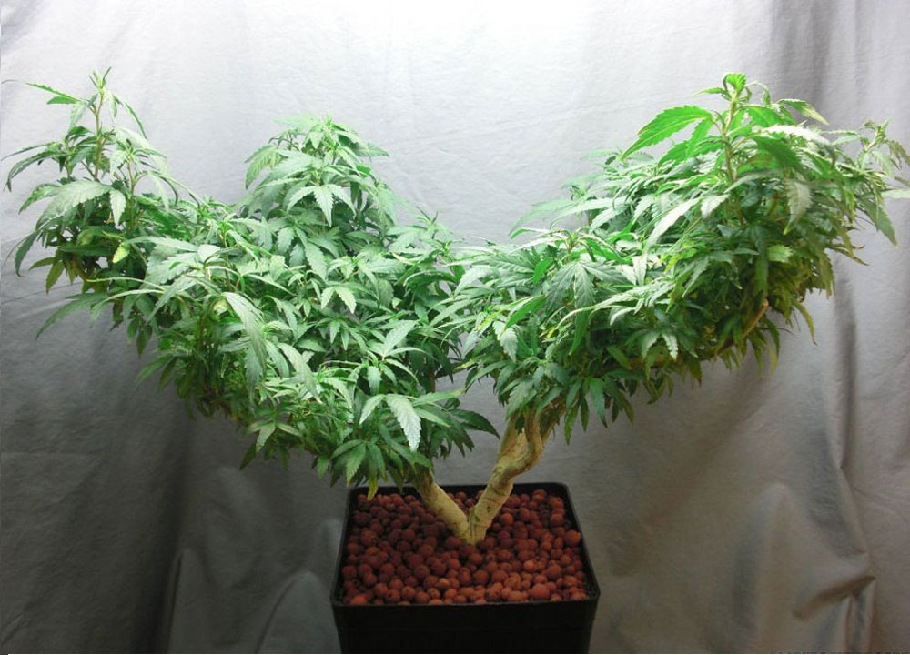Можно выращивать марихуану дома tor browser not connecting to onion sites hidra