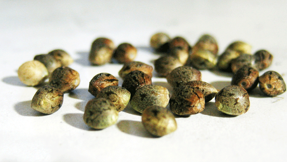 Семена марихуаны прут aprilskin artemisia squalane hydra gel cream