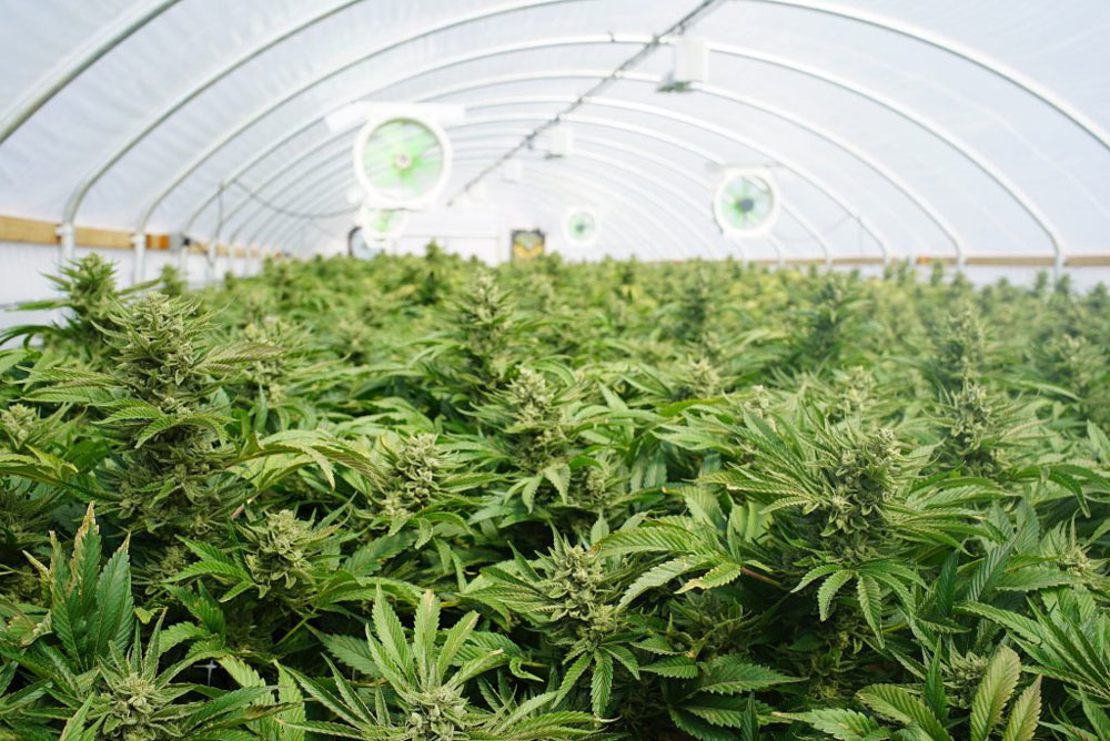 Бизнес выращивание конопли где можно найти марихуану