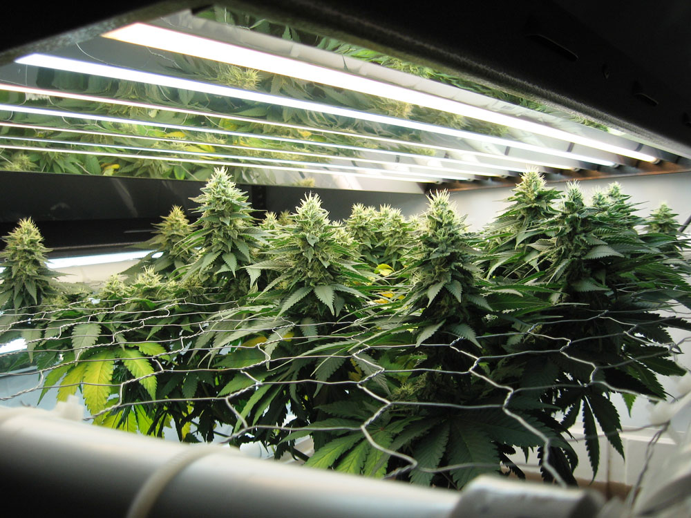помещения для выращивания марихуаны