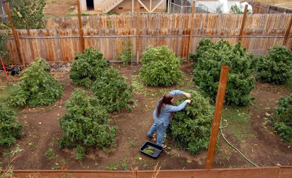 Выращивание семян конопли в открытом грунте где можно найти марихуану