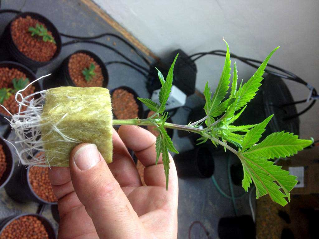 Проращивание семян марихуаны для гидропоники конопля семена купить почтой