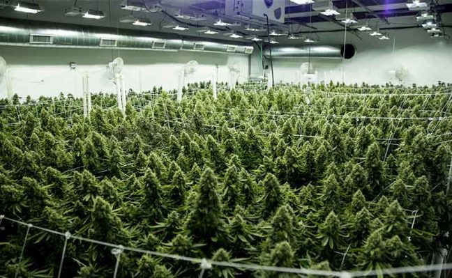 summer-cannabis-growing