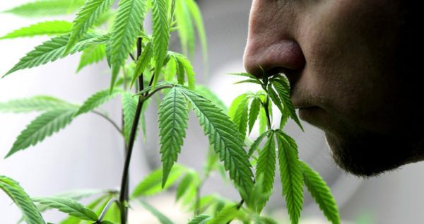запах при выращивании марихуаны
