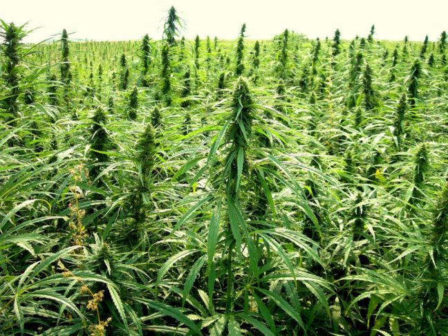сannabis-field