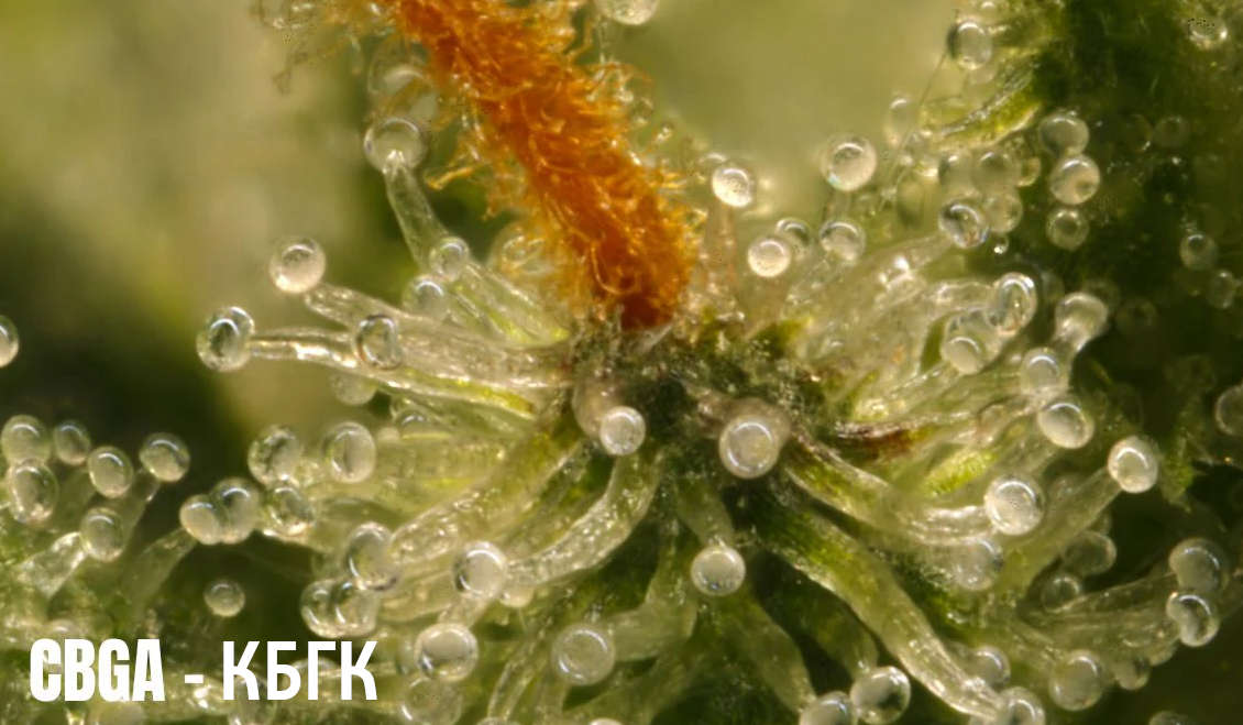 канабігеролова кислота