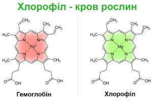 Терпени та пролікування! Активна та пасивна атмосфера