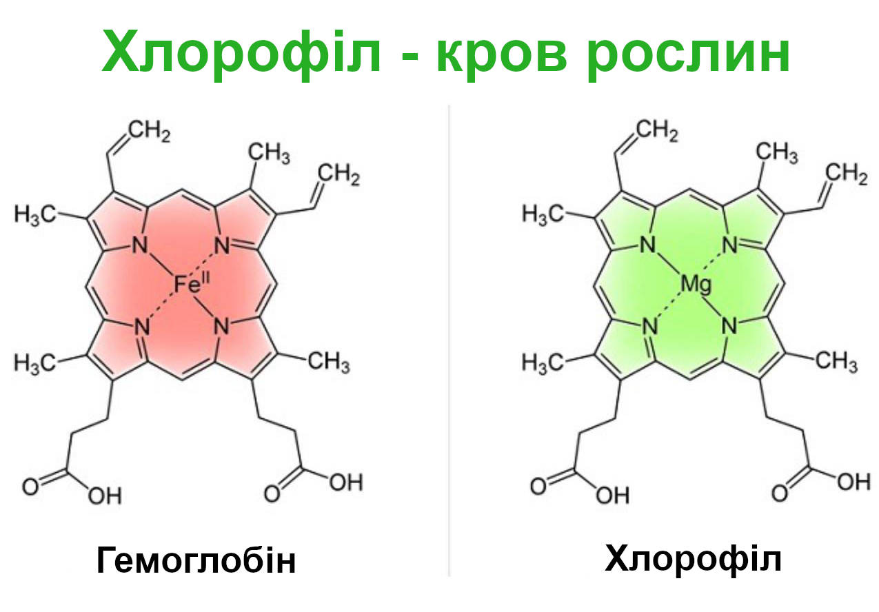 хлорофіл - кров рослин